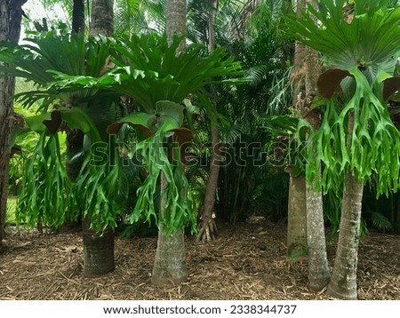 LARGE STAGHORN FERN PLANTS -  Three huge lush green giant staghorn plants with draping frond leaves, growing on tall tropical palm trees with a mulched
leafy cleared ground cover Royalty-Free Stock Photo #2338344737