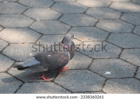 A photo of a pigeon walking in Central Park in New York City