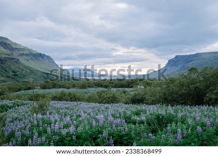 A magnificent, moody, and captivating Iceland landscape photo near Reykjavík in the Fjords with gorgeous and striking blooming lupine flowers fields with a fantastic view of the icelandic mountains Royalty-Free Stock Photo #2338368499