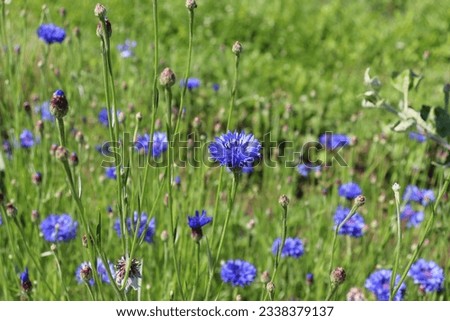 field of blue cornflowers with buds on a sunny summer day - close-up horizontal photo