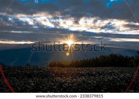The tea plantation in the mountains meets the sunrise