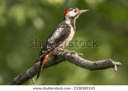 Syrian woodpecker - Picus syriacus perched at green background. Photo from Kisújszállás in Hungary.