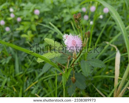 Shame Plant or Mimosa Pudica is a short shrub comes from the Latin pudica meaning shy, shy, or shrinking, with various other descriptive common names such as shy mimosa, sensitive plant, shy plant