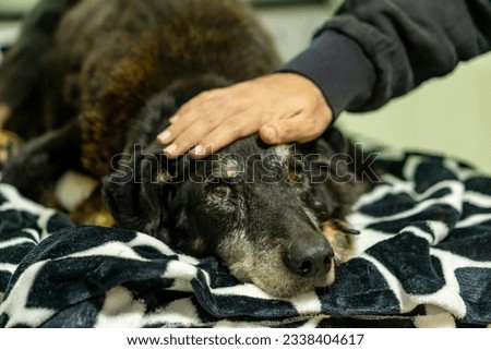 Farewell to the best dog before lethal injection for multiple diseases Royalty-Free Stock Photo #2338404617