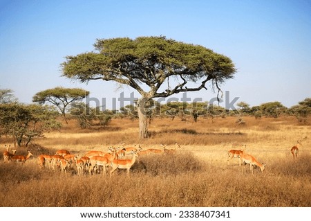 Impala (Aepyceros) in Serengeti National Park, Tanzania, East Africa
.