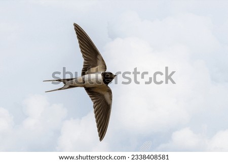 barn swallow is migratory bird Royalty-Free Stock Photo #2338408581