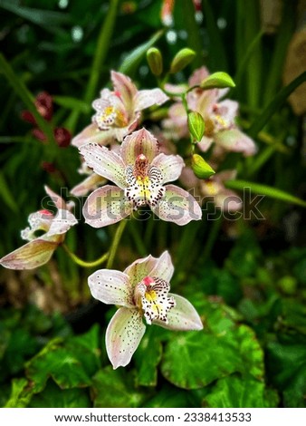 A picture of a flower, white orchid lilies 