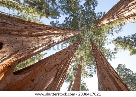 View at Gigantic Sequoia trees in Sequoia National Park, California USA sun light