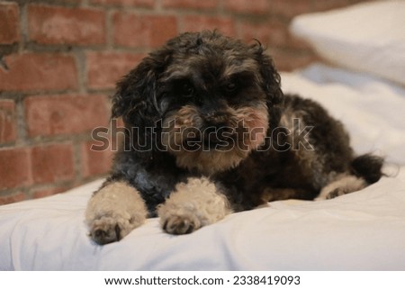 Take a picture of pet poodle lying on the bed