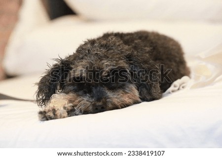 Take a picture of pet poodle lying on the bed
