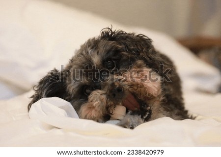 Take a picture of pet poodle eating greenies in bed