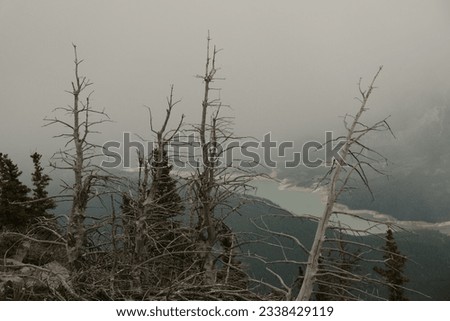 Trees, a blue lake and fog