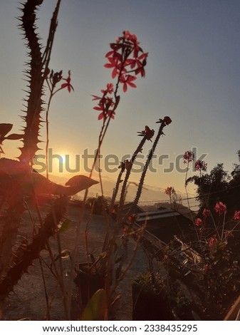 beautifull sunrise.flower silhouette in the morning