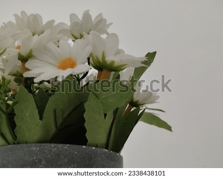 white daisy in a pot on a white background