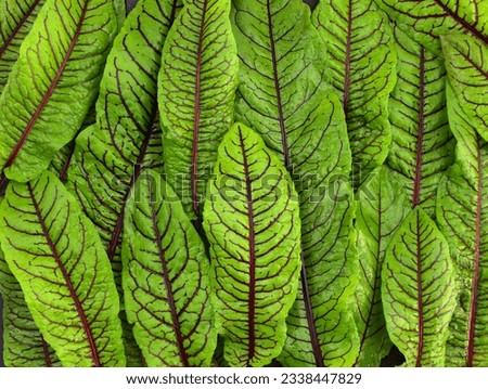 Red-veined sorrel top view. Fresh micro green sorrel leaves. Background of green leaves with red veins. Fresh herbs for salad. Royalty-Free Stock Photo #2338447829