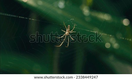 Small thin spider hanging from web thread in front of dark grey leaves, out of focus water droplets in the background Royalty-Free Stock Photo #2338449247