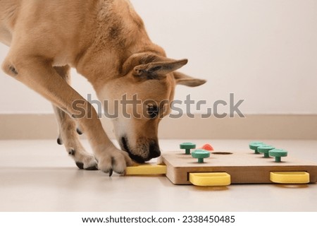 Smart dog is looking for delicious dried treats in intellectual game and eating them, close up. Intellectual game for dogs. and training of nose work with pet. brain game training for dogs Royalty-Free Stock Photo #2338450485