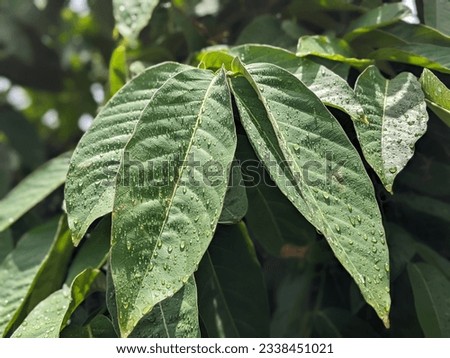 KOLKATA, INDIA on 27th. July 2023 at 11:42 am. Photo shows raindrops on tree leaves.