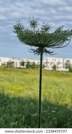 white wild flowers, wild flowers, silhouette, on the meadow in summer, in the park, decorative flower, view, background, in the park in summer, beauty nearby, flower basket