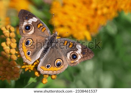 Common Buckeye butterfly (Junonia coenia) feeding on Butterfly weed flowers, wings wide open in the summer garden  Royalty-Free Stock Photo #2338461537