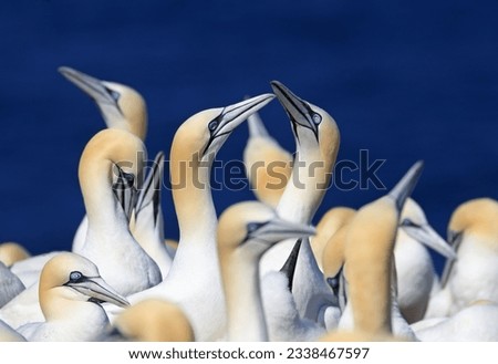 Couple of Northern Gannets with blue background, Bonaventure Island Quebec, Canada Royalty-Free Stock Photo #2338467597