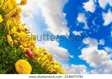 The kibbutzim of the south grow beautiful flowers. Picturesque fields of large terry yellow buttercupsranunculus. Bright spring sun. Israel