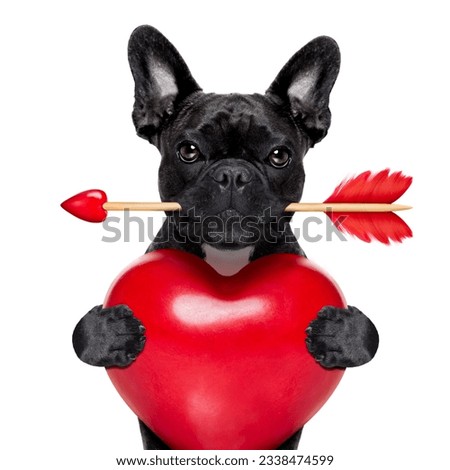 valentines french bulldog dog in love holding a cupids arrow with mouth and holding a big heart, isolated on white background
