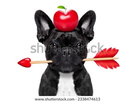 valentines french bulldog dog in love holding a cupids arrow with mouth apple in heart shape on the head ,isolated on white background