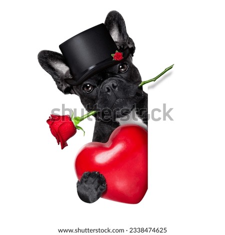 valentines french bulldog dog in love holding a rose with mouth behind a blank empty blackboard or placard, isolated on white background