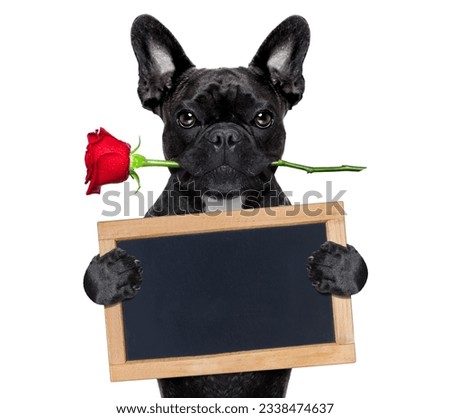 valentines french bulldog dog in love holding a rose with mouth and a blank empty blackboard or placard, isolated on white background