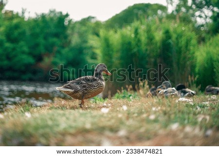 picture of ducks at the lake 