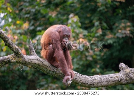 Meet the Orangutan (Pongo pygmaeus) - a captivating primate native to the lush rainforests of Southeast Asia. Royalty-Free Stock Photo #2338475275