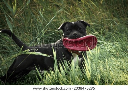 Black dog playing fetch at the park Royalty-Free Stock Photo #2338475295