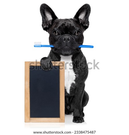 french bulldog dog holding toothbrush with mouth at the dentist or dental veterinary, isolated on white background, holding a blank empty banner , placard or blackboard