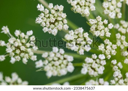 A closeup of Daucus carrota Queen Anne-s Lace wildflower bloom.