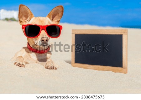 chihuahua dog buried in a hole in the sand at the beach on summer vacation holidays , wearing red sunglasses, ocean shore behind, empty blank banner to the side