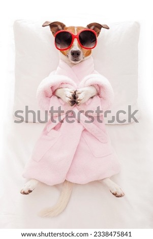 jack russell dog relaxing with a prayer yoga pose with paws, in a spa wellness center, wearing a bathrobe and sunglasses