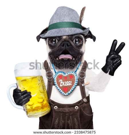 silly crazy pug dog dressed up as bavarian with gingerbread as collar, isolated on white background, and victory or peace fingers, surprised or shocked, with beer