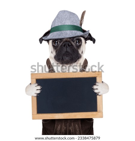 pug dog dressed up as bavarian,isolated on white background, holding a blank empty banner or placard or blackboard