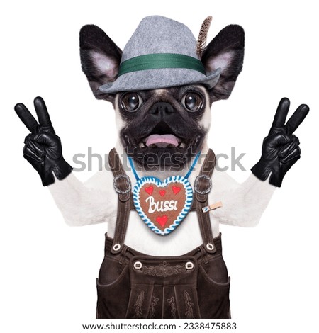 silly crazy pug dog dressed up as bavarian with gingerbread as collar, isolated on white background, and victory or peace fingers, surprised or shocked