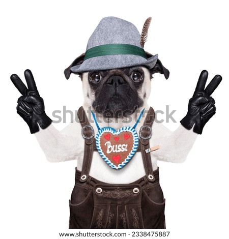 pug dog dressed up as bavarian,isolated on white background,with peace or victory fingers