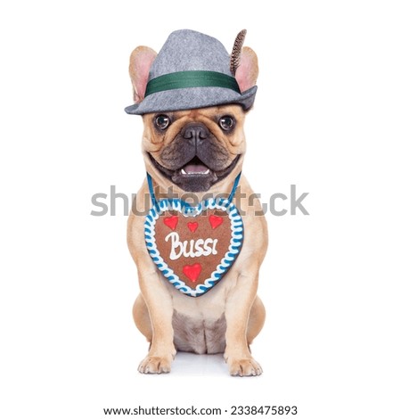 french bulldog dog dressed up as bavarian with gingerbread as collar, isolated on white background