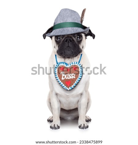 pug dog dressed up as bavarian with gingerbread as collar, isolated on white background