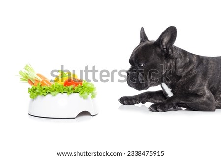 french bulldog dog with a vegan vegetarian healthy food bowl, isolated on white background
