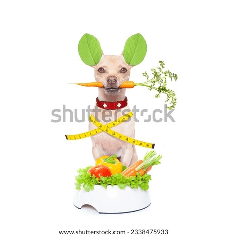healthy hungry chihuahua dog with vegan bowl , isolated on white background