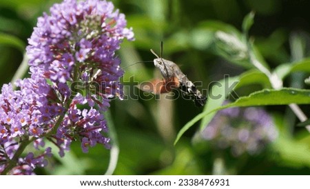 Meet the Hummingbird Hawk-Moth (Macroglossum stellatarum): Nature's fast tiny aviator, summer season