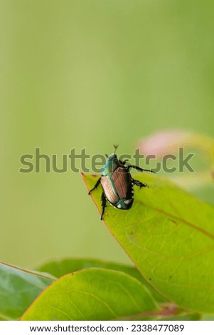 Japanese Beetle Popillia japonica on fruit tree leaf.