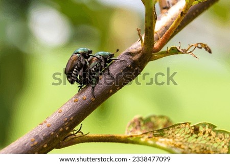 Japanese Beetles Popillia japonica mating on tree branch.