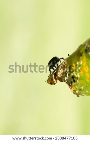 Japanese Beetle Popillia japonica on fruit tree leaf.