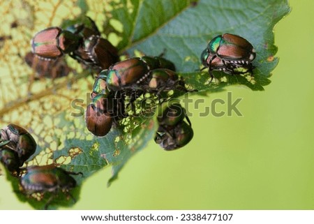 Japanese Beetles Popillia japonica on fruit tree leaf.